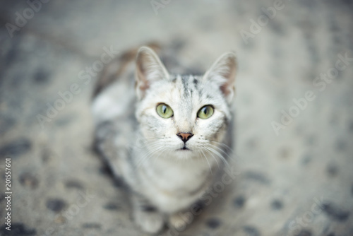 Retrato de gato gris sentado en el suelo mirando a c√°mara directamente con ojos verdes intensos