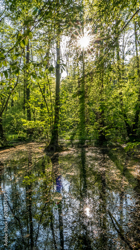 Sonnenstrahlen im Wald und Wasser