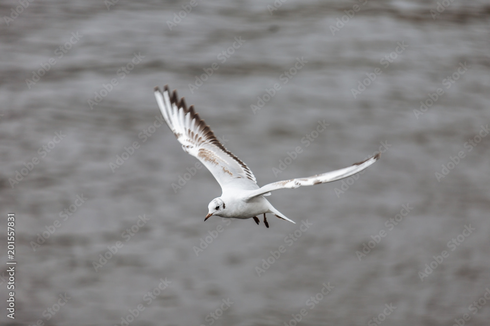 Seagull Seagull