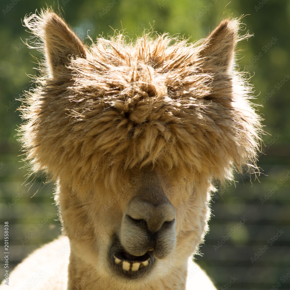 lama animal mammal nature alpaca wildlife face zoo wakeup Stock Photo |  Adobe Stock