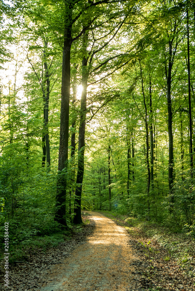 Obraz premium Promienie słoneczne w lesie