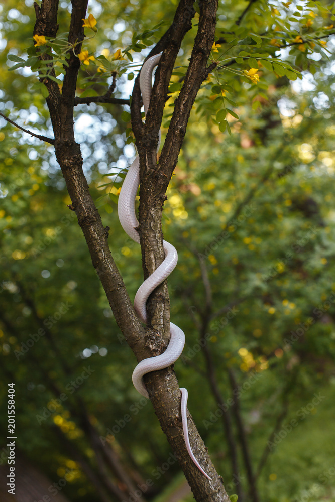 Snake Snake