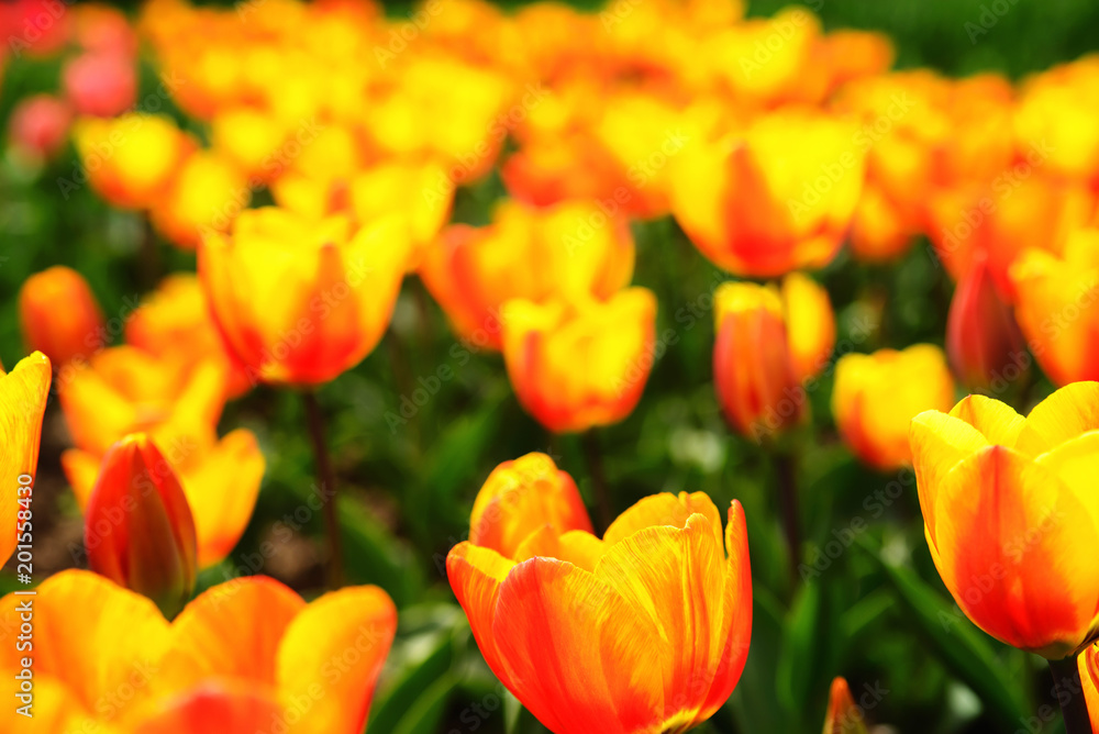 Bright orange tulips in the park Bright orange tulips in the park