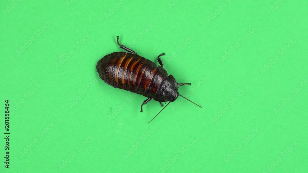 Madagascar cockroach crawls. Green screen. View from above Madagascar cockroach crawls. Green screen. View from above