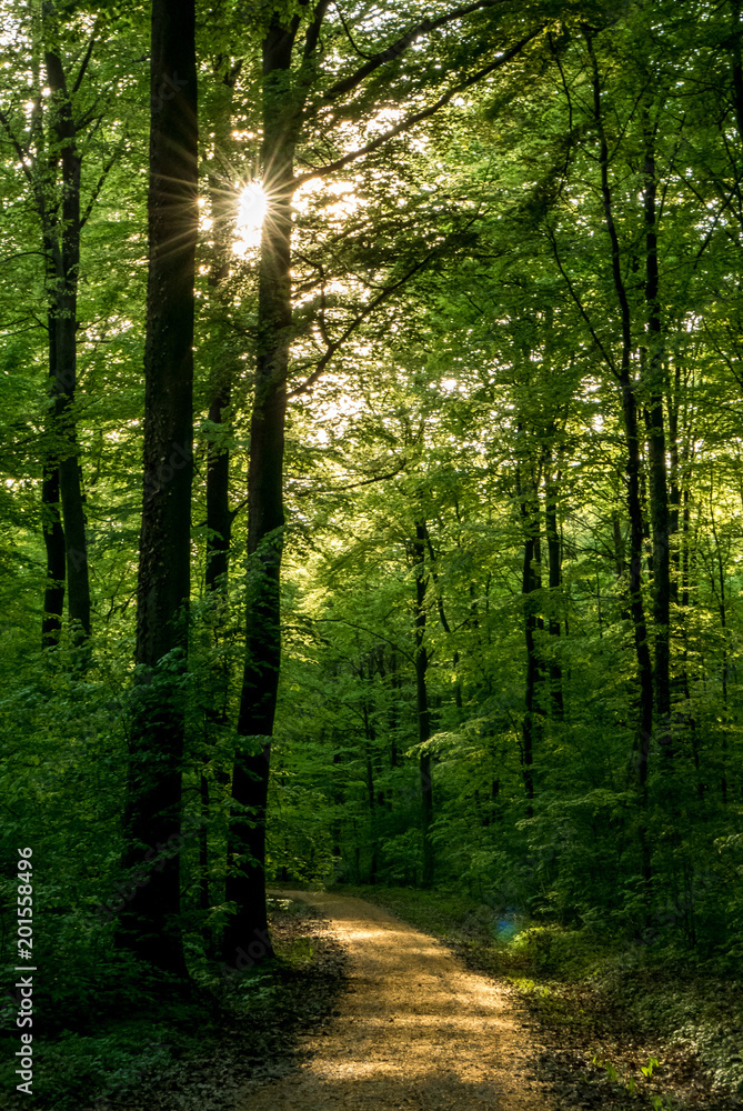 Sonnenstrahlen im Wald Sonnenstrahlen im Wald