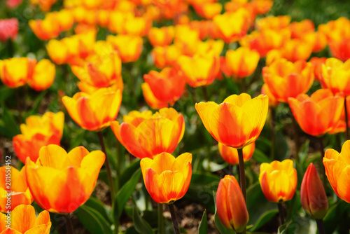 Bright orange tulips in the park