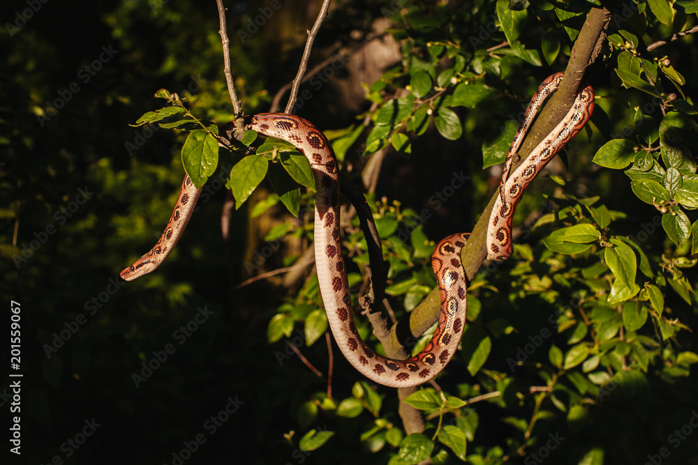 Obraz premium Snake