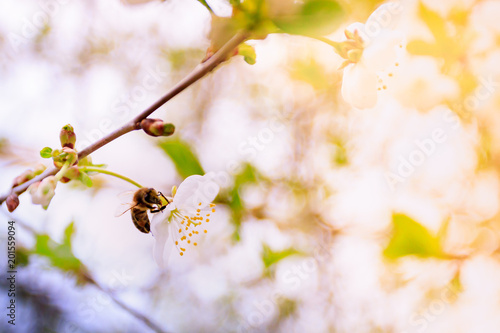 Blossoming white cherries with a bee collecting flowers nectar on a sunny spring day and on a blurred background