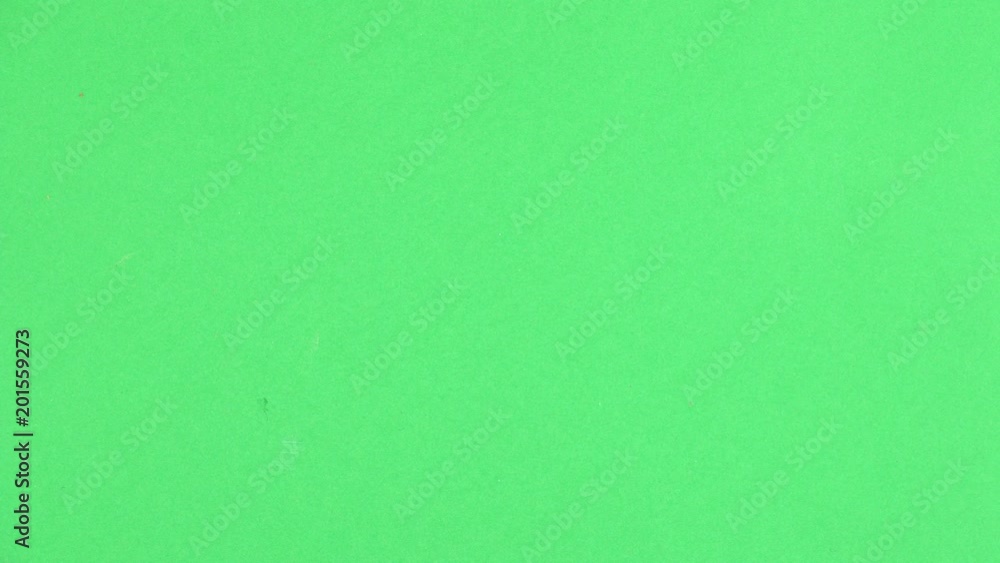 Two madagascar cockroach crawls. Green screen Two madagascar cockroach crawls. Green screen