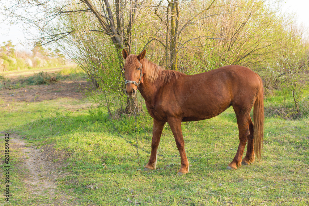 Beautiful horse grazing in a meadow, Portrait of a brown horse Beautiful horse grazing in a meadow, Portrait of a brown horse