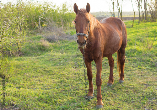 Beautiful horse grazing in a meadow, Portrait of a brown horse