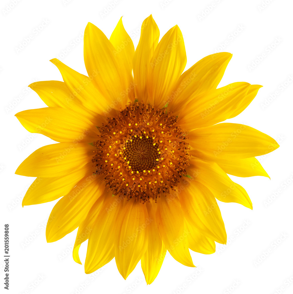 Fototapeta premium sunflower isolated on white background