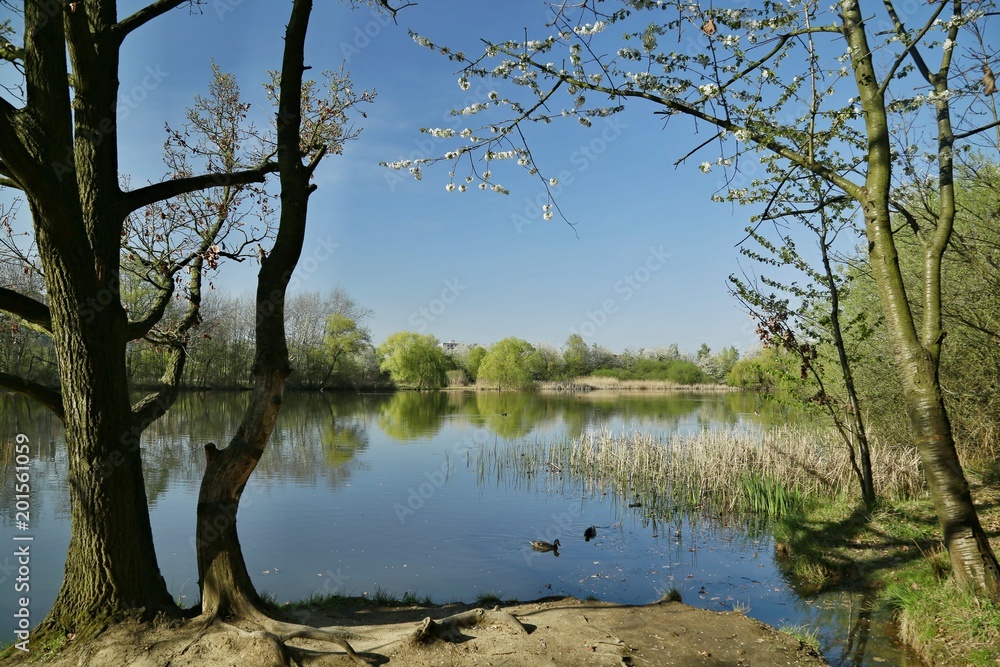 Beautiful spring landscape, scenery framed with branches, view of blue lake with trees on bank, green bushes, reeds, ducks on water, reflection of clear blue sky Beautiful spring landscape, scenery framed with branches, view of blue lake with trees on bank, green bushes, reeds, ducks on water, reflection of clear blue sky
