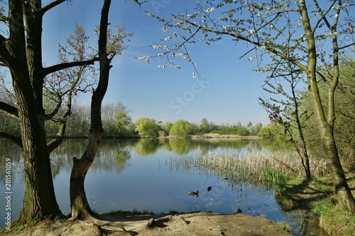 Beautiful spring landscape, scenery framed with branches, view of blue lake with trees on bank, green bushes, reeds, ducks on water, reflection of clear blue sky