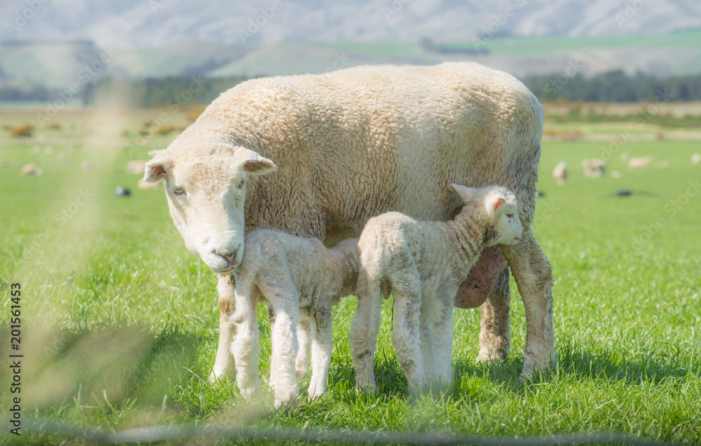 Obraz premium Sheep farming in south island of New Zealand.
