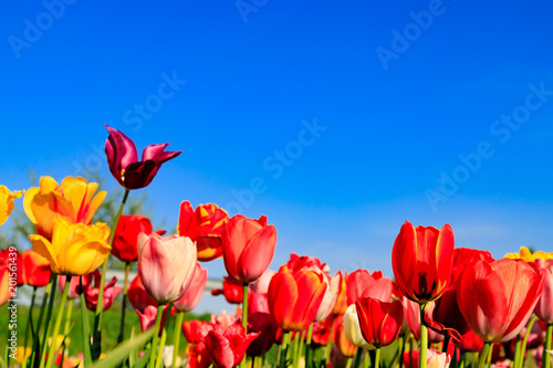 Fototapeta Naklejka Na Ścianę i Meble -  Red and yellow tulips in the sunshine on a meadow
