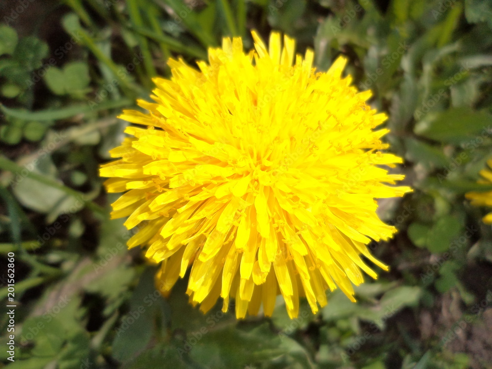 Yellow dandelion in hot summer day Yellow dandelion in hot summer day