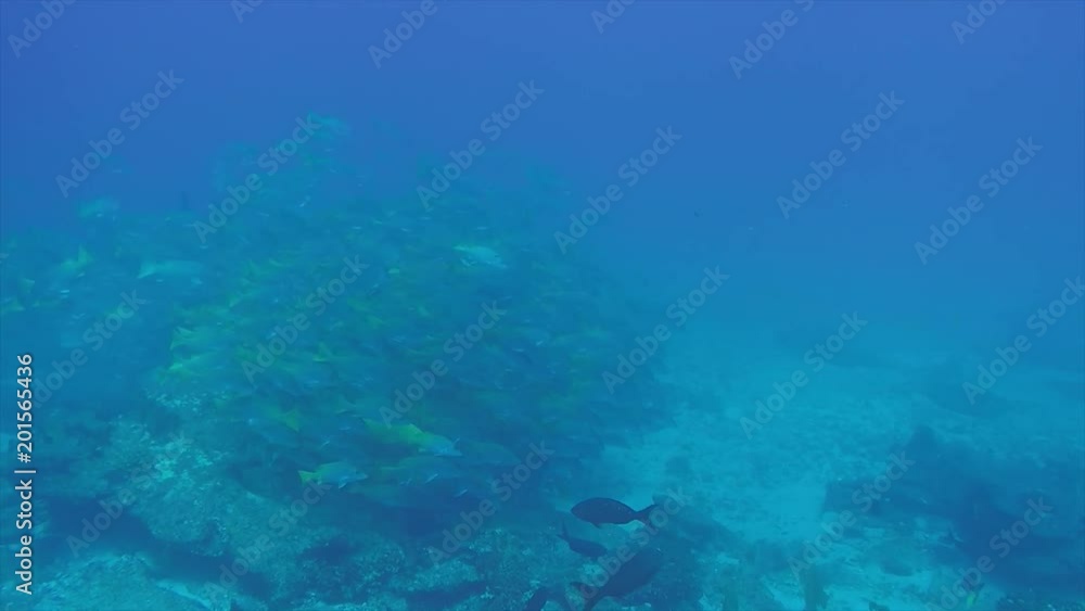 Yellow snapper (Lutjanus argentiventris), forming a school in a shipwreck, reefs of Sea of Cortez, Pacific ocean. Cabo Pulmo, Baja California Sur, Mexico. Yellow snapper (Lutjanus argentiventris), forming a school in a shipwreck, reefs of Sea of Cortez, Pacific ocean. Cabo Pulmo, Baja California Sur, Mexico.