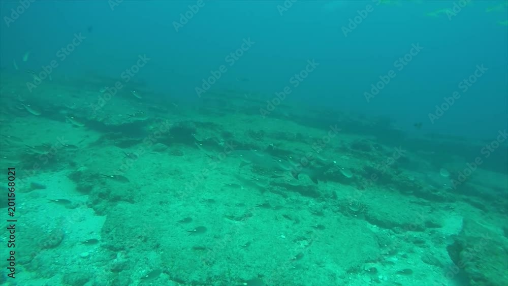 Whitetip reef Shark (triaenodon obesus). reefs of the Sea of Cortez, Pacific ocean. Cabo Pulmo, Baja California Sur, Mexico. The world's aquarium. Whitetip reef Shark (triaenodon obesus). reefs of the Sea of Cortez, Pacific ocean. Cabo Pulmo, Baja California Sur, Mexico. The world's aquarium.