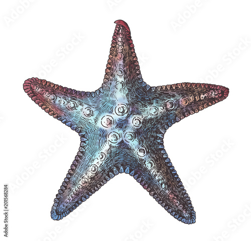 Hand drawn sea starfish isolated