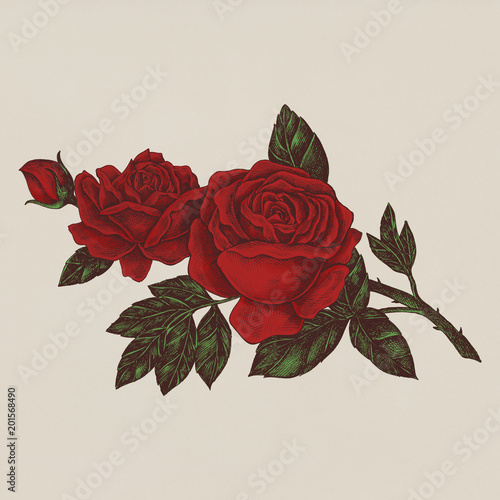Fototapeta Naklejka Na Ścianę i Meble -  Hand drawn fresh red rose