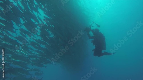 Wallpaper Mural Big eye Trevally Jack, (Caranx sexfasciatus)  Torontodigital.ca