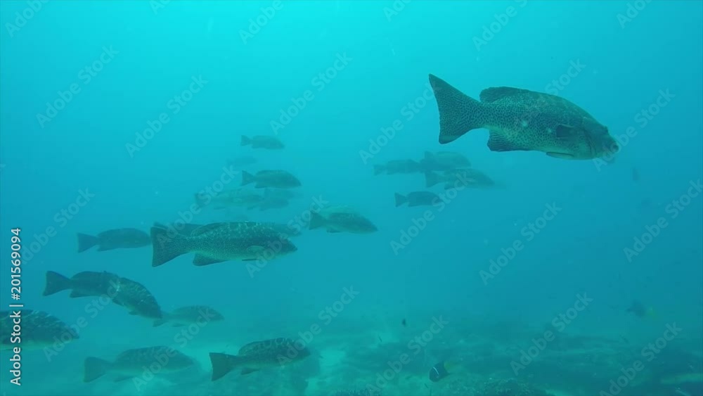 Yellow Leopard grouper (Mycteroperca rosacea), in a school, reefs of the Sea of Cortez, Pacific ocean. Cabo Pulmo National Park, Baja California Sur, Mexico. The world's aquarium. Yellow Leopard grouper (Mycteroperca rosacea), in a school, reefs of the Sea of Cortez, Pacific ocean. Cabo Pulmo National Park, Baja California Sur, Mexico. The world's aquarium.