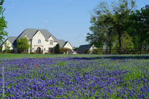 Countryside home with Texas Bluebonnet wildflowers blooming during spring time photo