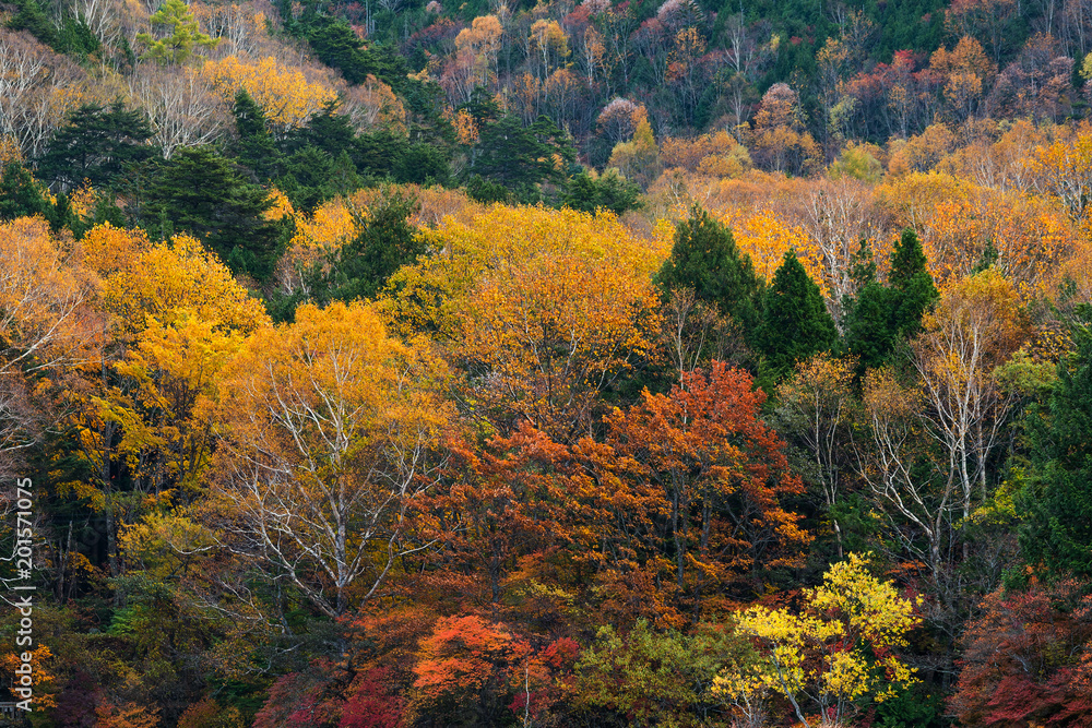 Beautiful Autumn forest with colourful tree and plant Beautiful Autumn forest with colourful tree and plant