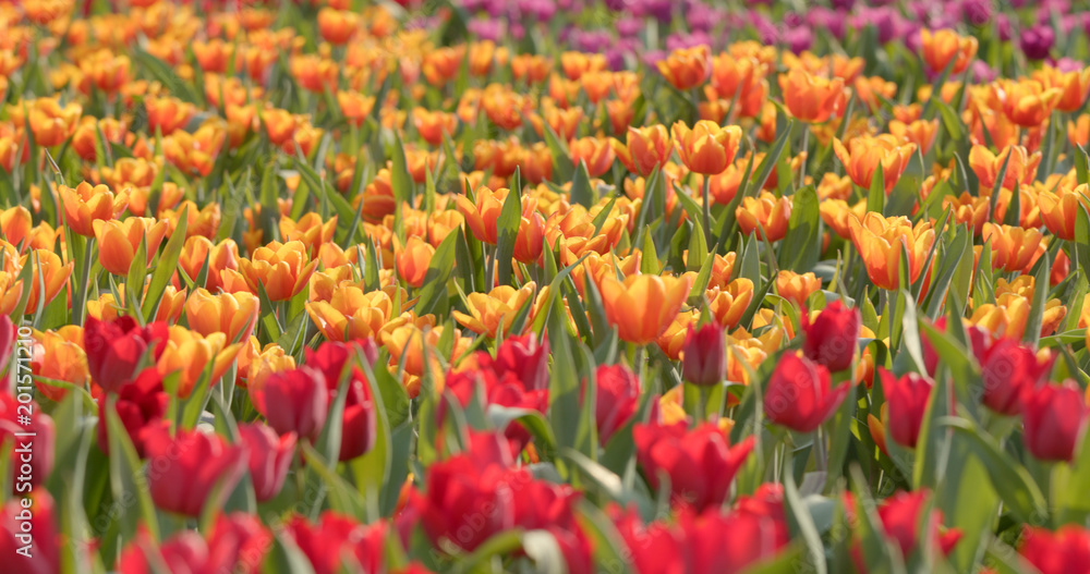 Colorful Tulip farm