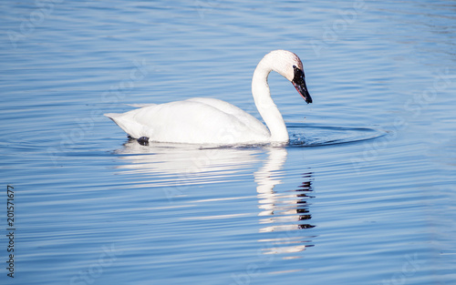 A lonely swan is swimming at icy lake in early spring of Minnesota
