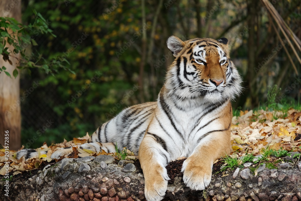 Fototapeta premium Tiger