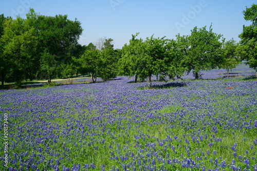 Countryside view of Bluebonnet Trails in North Texas