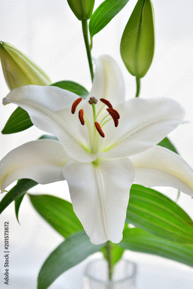 white lily flower and bud