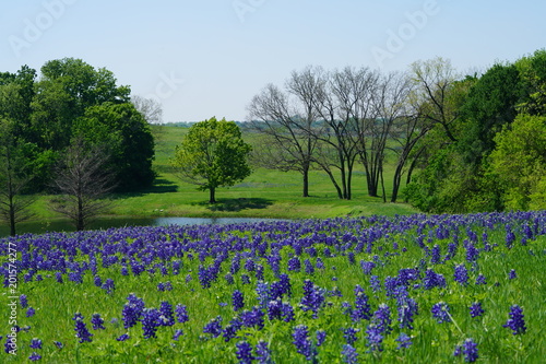 Wallpaper Mural Countryside view of Bluebonnet Trails in North Texas Torontodigital.ca