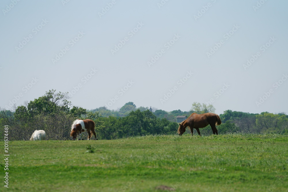 Countryside view with horses in North Texas Countryside view with horses in North Texas