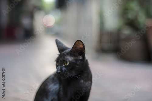 Closeup of black cat sitting alone