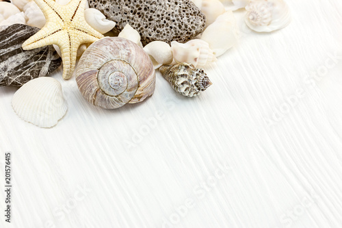 various seashells, starfish, and pebble on white wooden background. macro view with copy space 