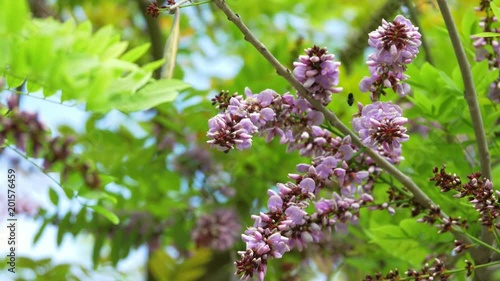 Millettia Brandisiana Kurz Flower, Purple Flower Blooming In Summer photo