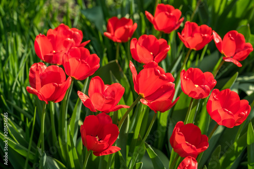 Wundersch  ne rote Tulpen