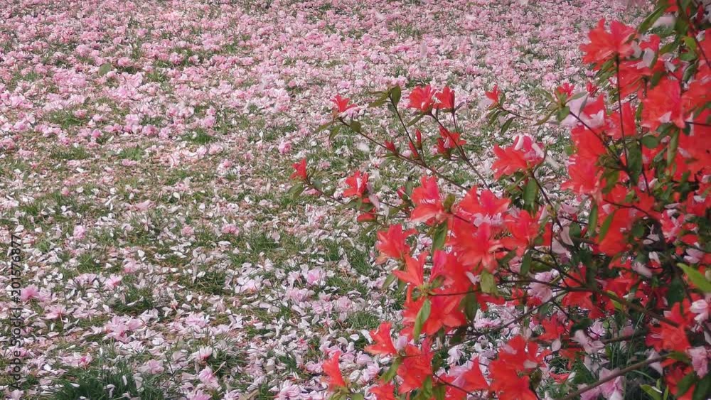 Fall of pink leaves on the grass. Fall of pink leaves on the grass.