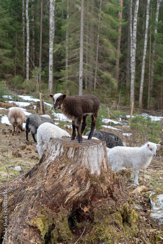 brown sheep standing on a tree stump withe other sheeps around h