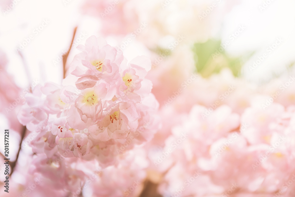 Close up of Pink Cherry Blossoms or known as Sakura in Japanese isolated against sun light during spring time.