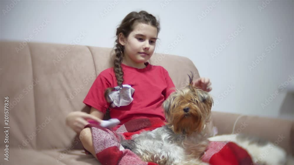 the girl is combing the dog. baby girl doing a hairstyle for a pet indoors dog the girl is combing the dog. baby girl doing a hairstyle for a pet indoors dog