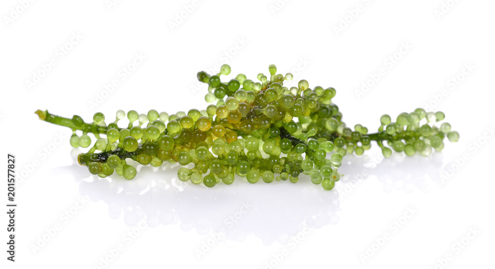 Sea grapes ( green caviar ) seaweed on white backgroun Sea grapes ( green caviar ) seaweed on white backgroun