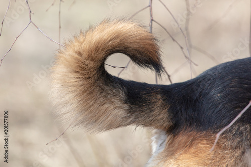 Fluffy tail with a dog in the nature