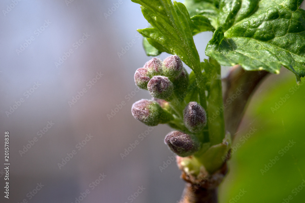 Johannisbeere / Blüte von einem Johannisbeerstrauch Johannisbeere / Blüte von einem Johannisbeerstrauch