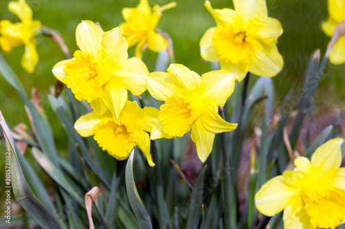 Fototapeta Naklejka Na Ścianę i Meble -  Narzissen / schöne Narzissen in einem Garten
