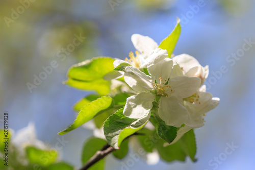 Flowers on a branch of an apple tree in spring