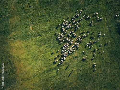 Aerial View Flock Of Sheep